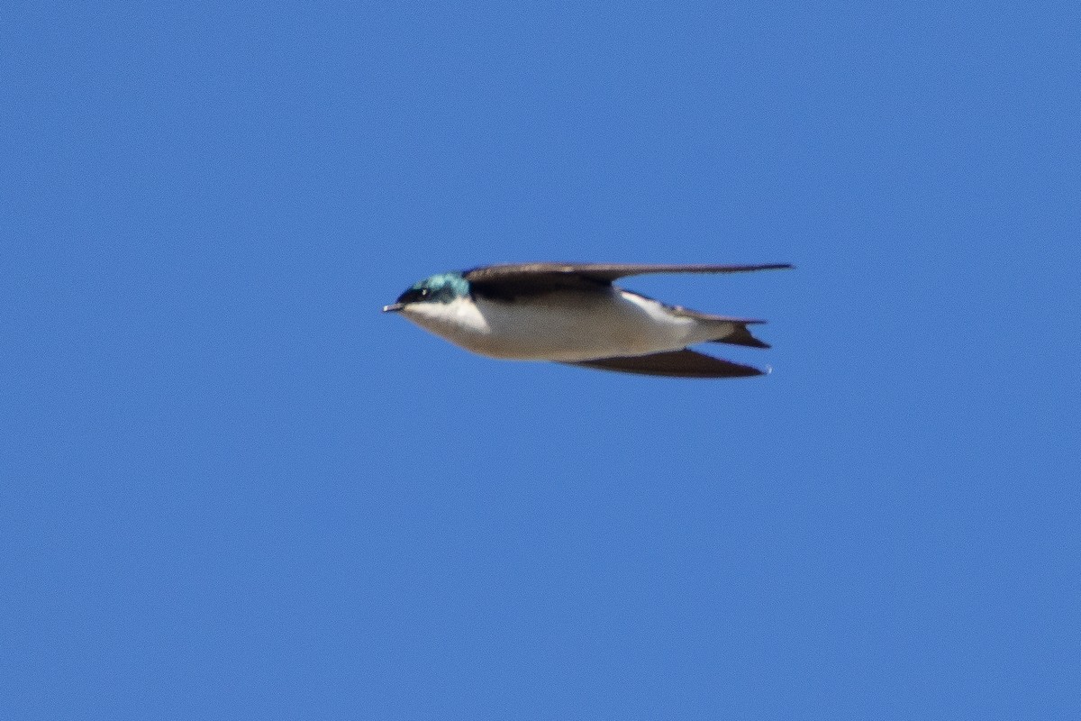 Tree Swallow - ML632475573