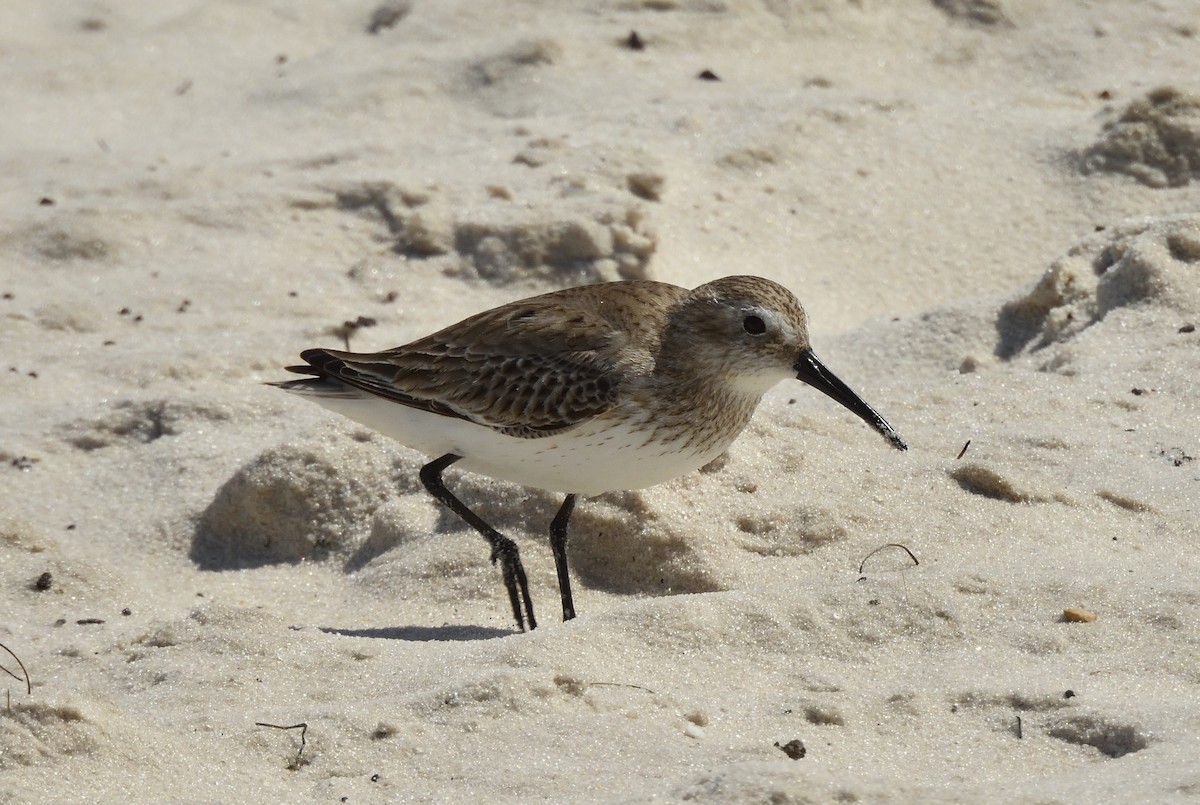 Dunlin - ML632475602