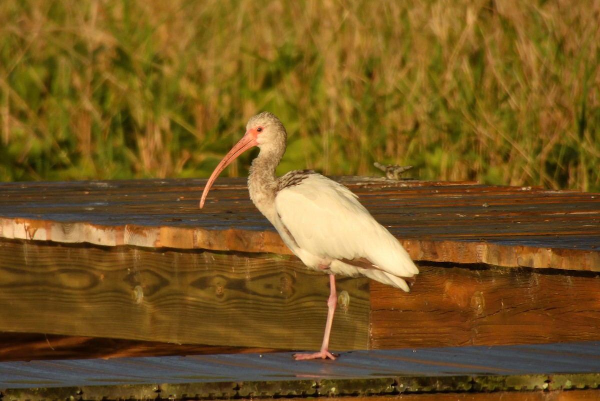 White Ibis - ML632475633