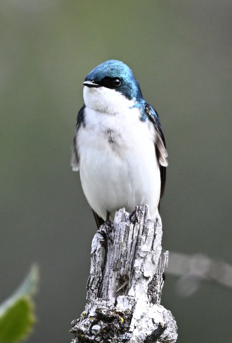 Tree Swallow - ML632475639