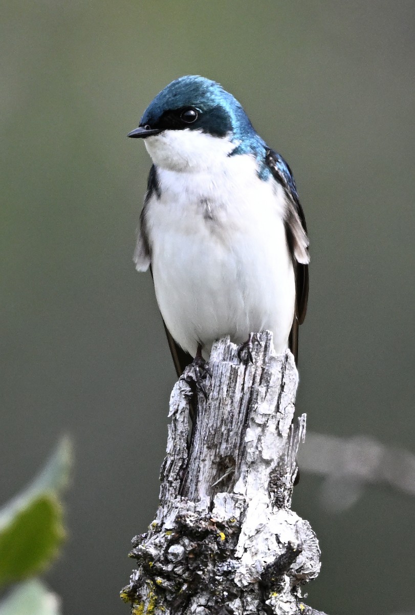 Tree Swallow - ML632475642