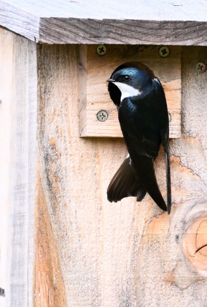 Tree Swallow - ML632475646