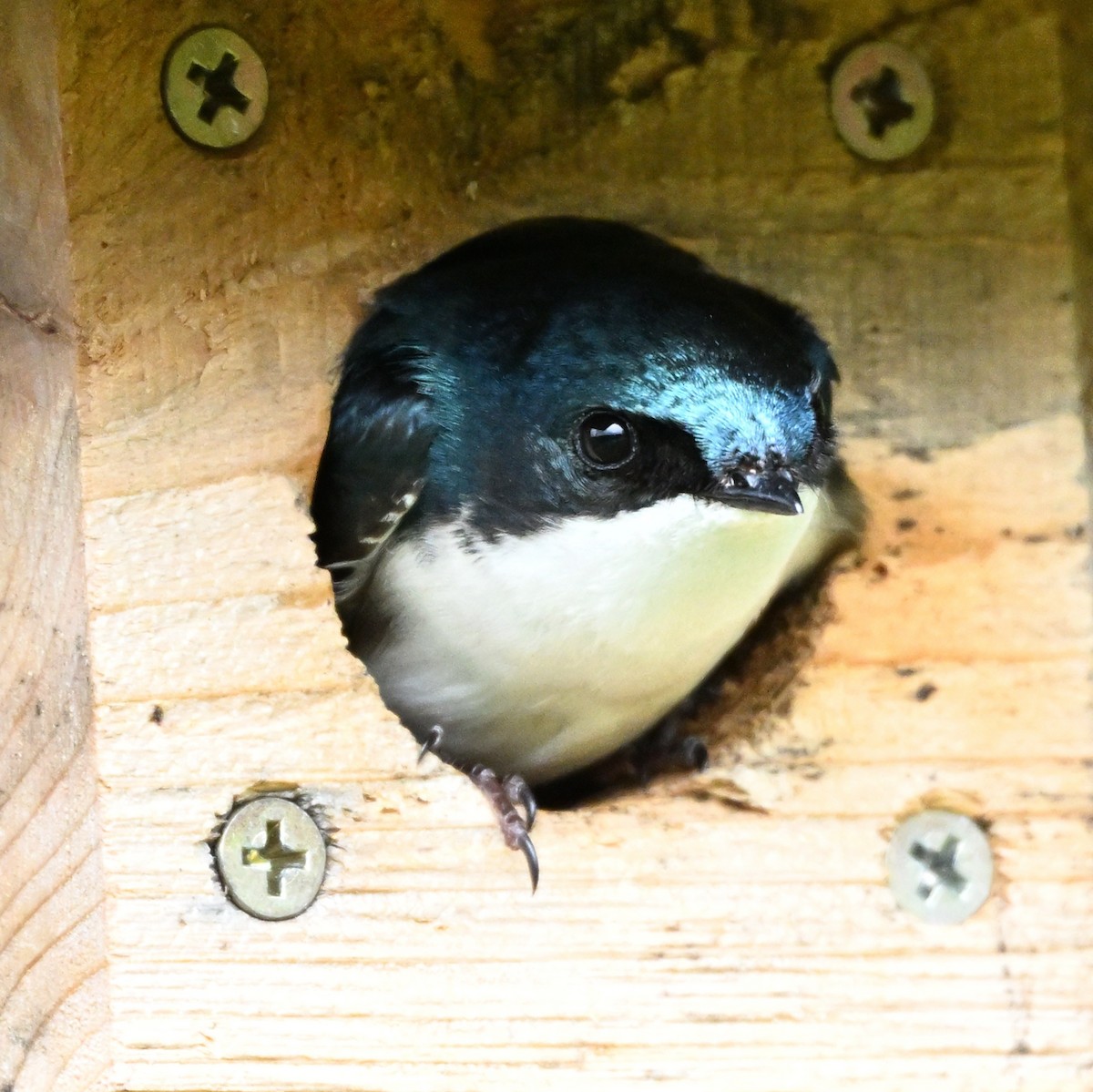 Tree Swallow - ML632475656