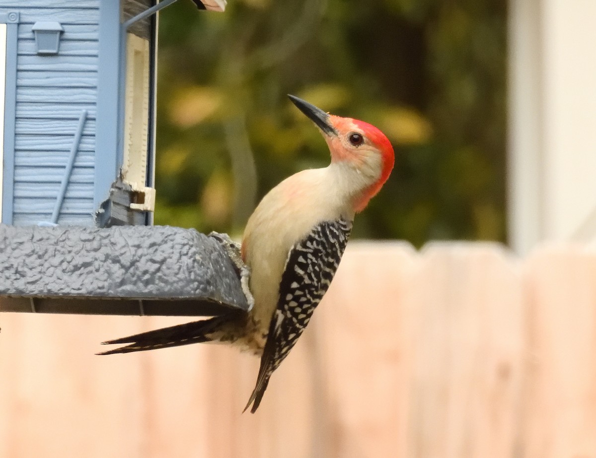 Red-bellied Woodpecker - ML632475706
