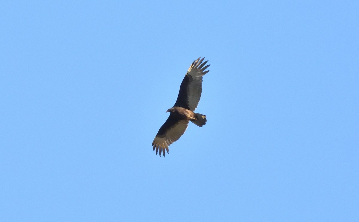 Black Vulture - ML632475729