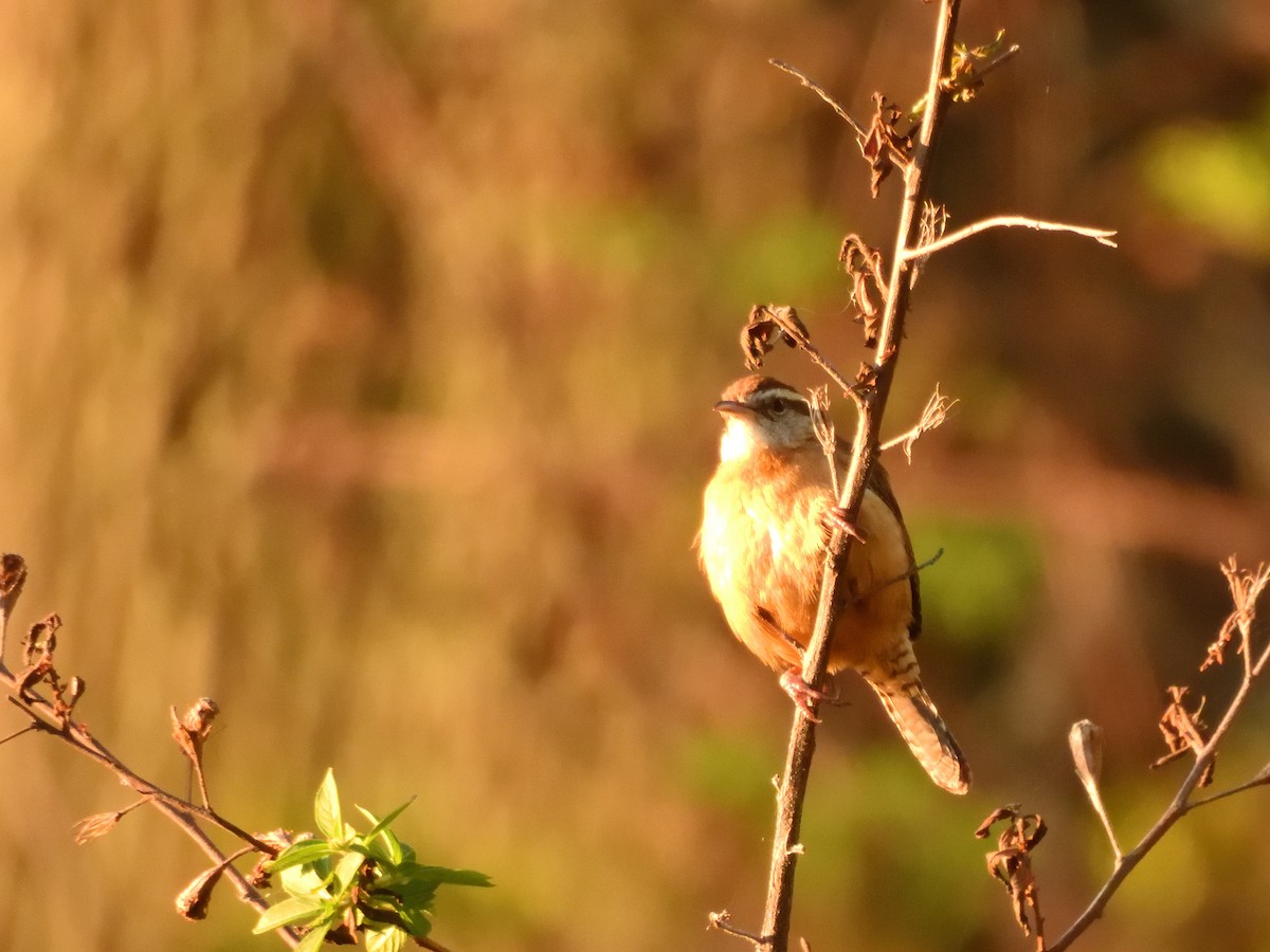 Carolina Wren - ML632475754