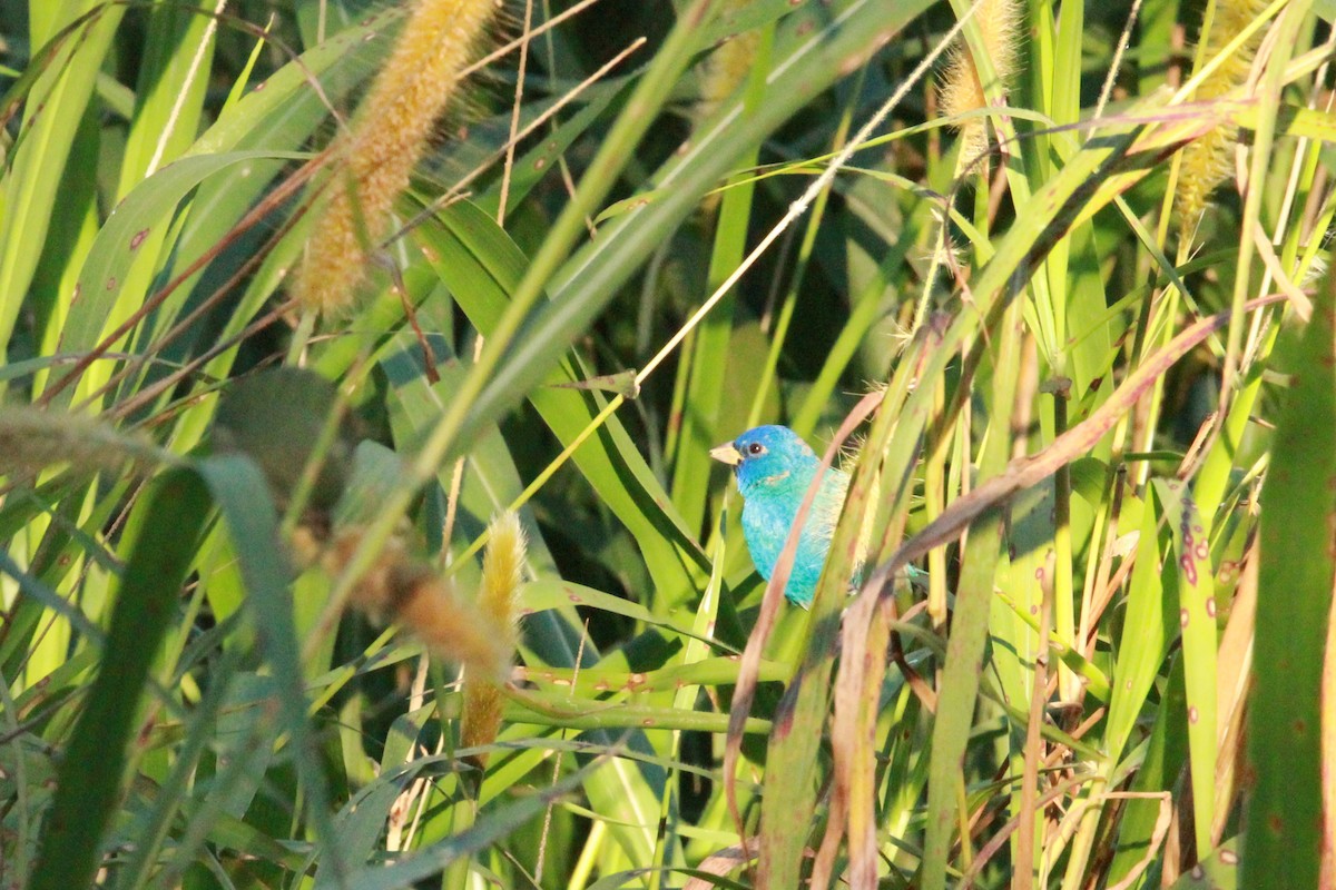 Indigo Bunting - ML632475899