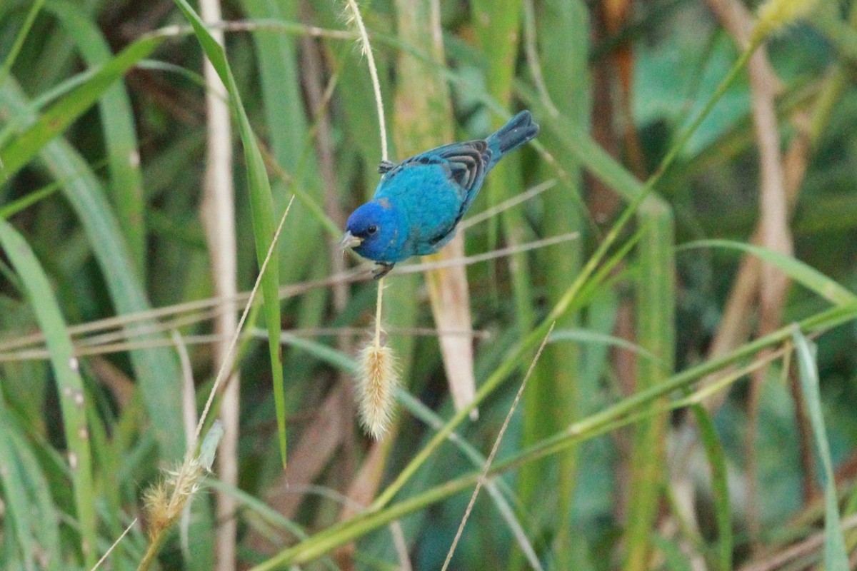 Indigo Bunting - ML632475901