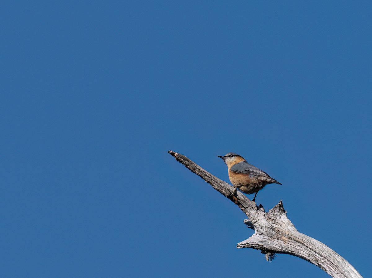 Eurasian Nuthatch (Chinese) - ML632475987