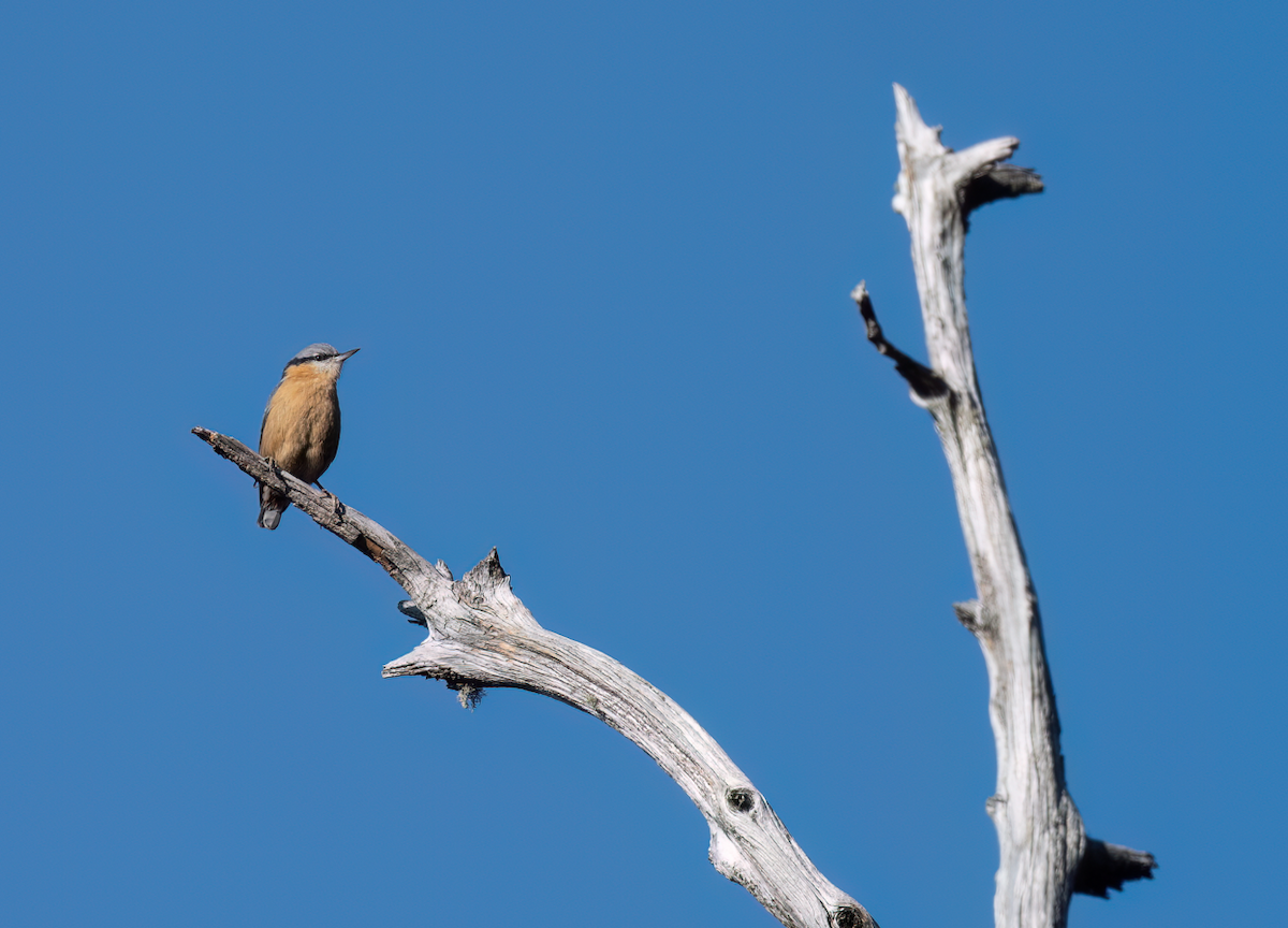 Eurasian Nuthatch (Chinese) - ML632475988