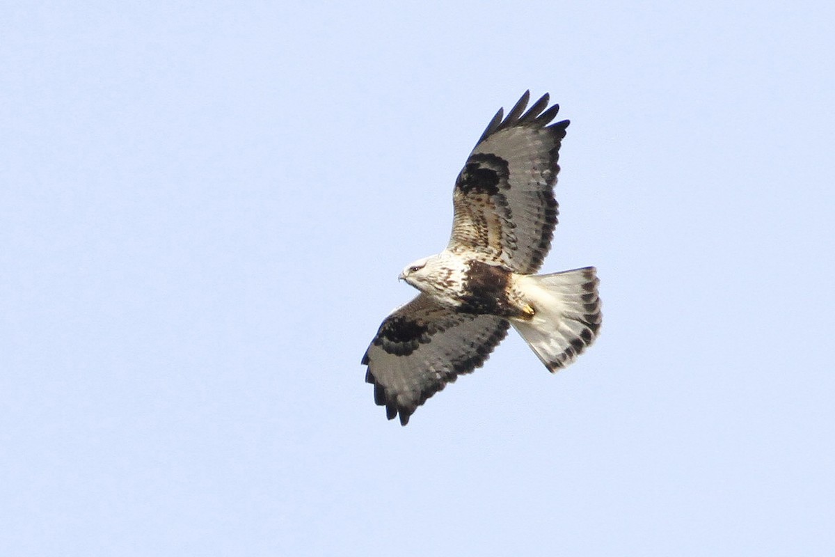 Rough-legged Hawk - ML632476016