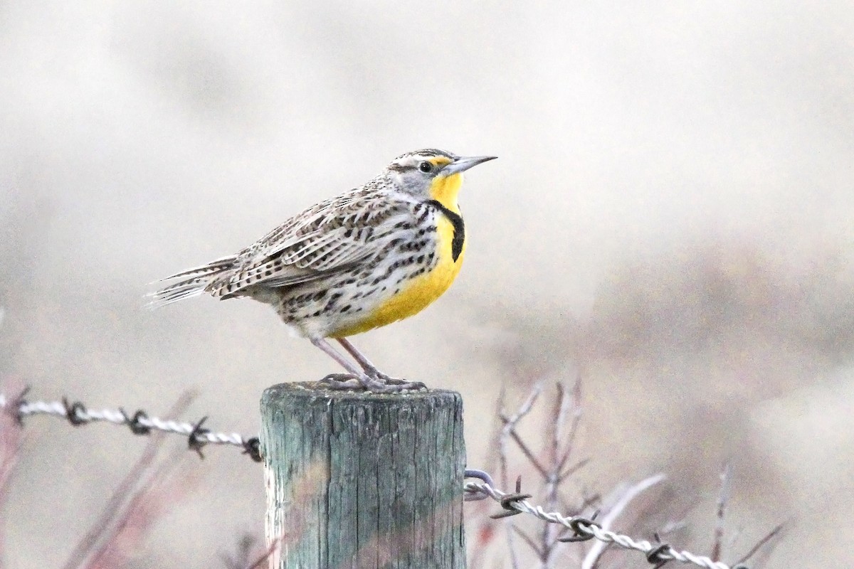 Western Meadowlark - ML632476018