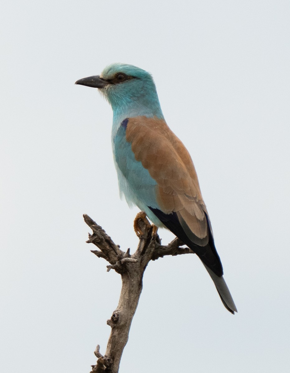 European Roller - ML632476112