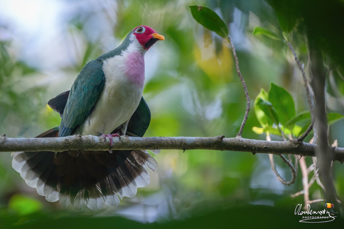 Jambu Fruit-Dove - ML632476148