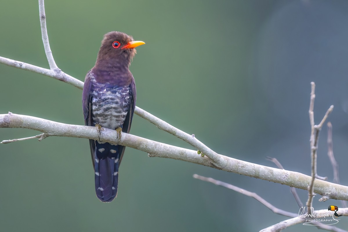 Violet Cuckoo - ML632476193