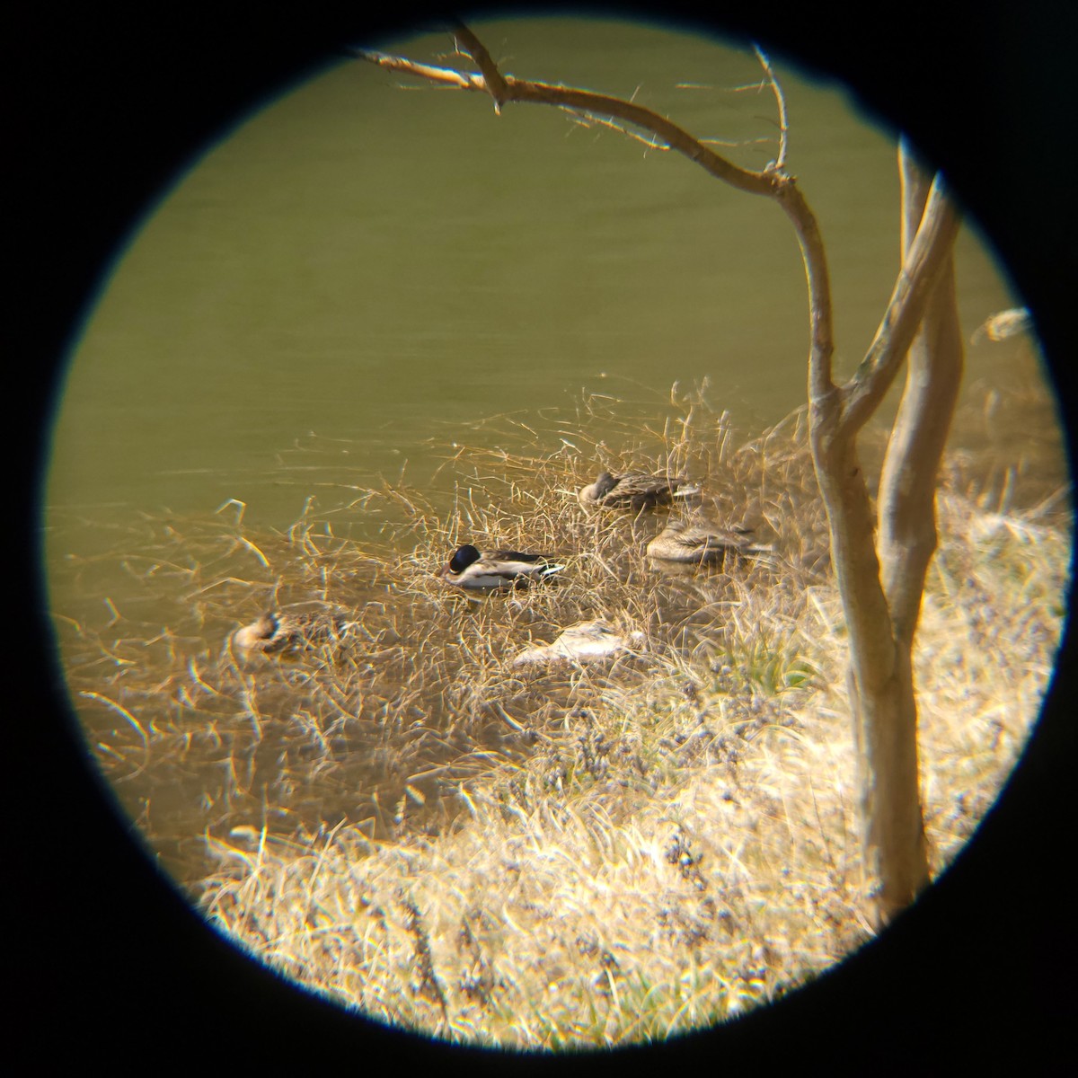 Canard colvert - ML632476373