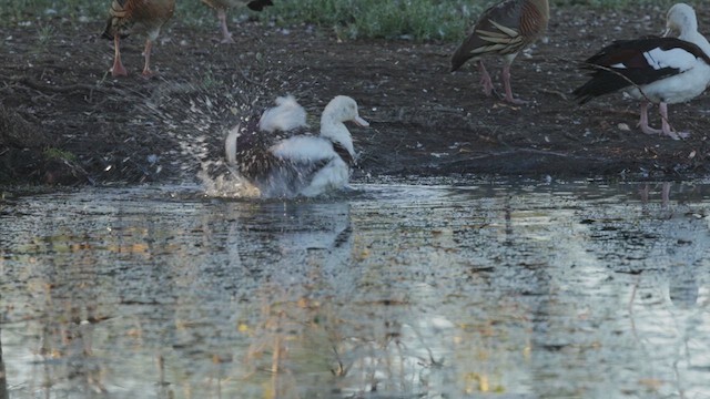 Radjah Shelduck - ML632476460