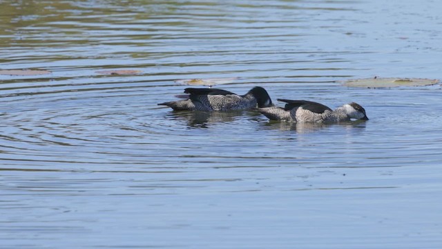 Green Pygmy-Goose - ML632476463
