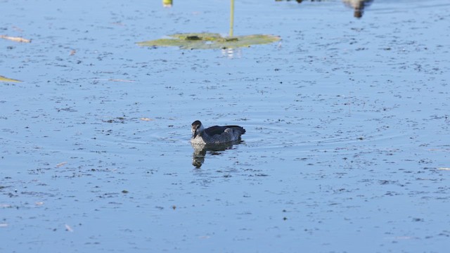 Green Pygmy-Goose - ML632476469