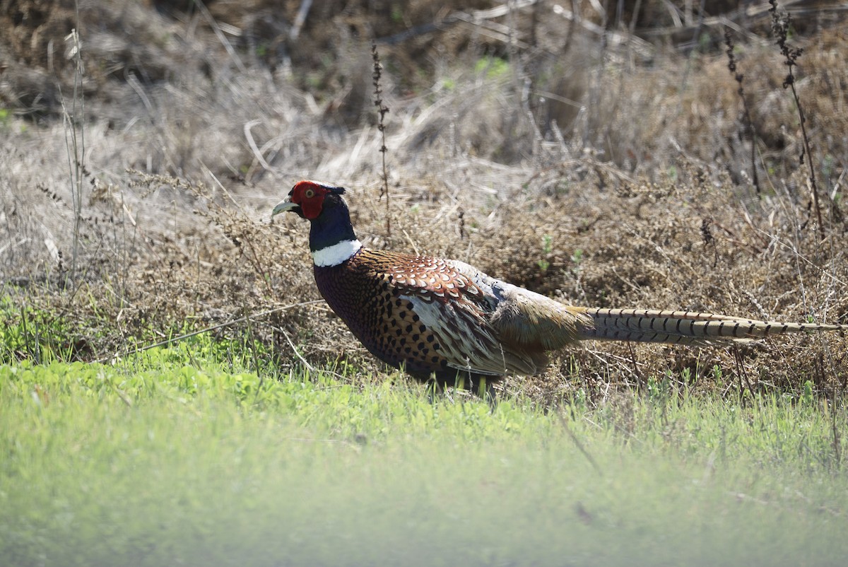 Ring-necked Pheasant - ML632476552