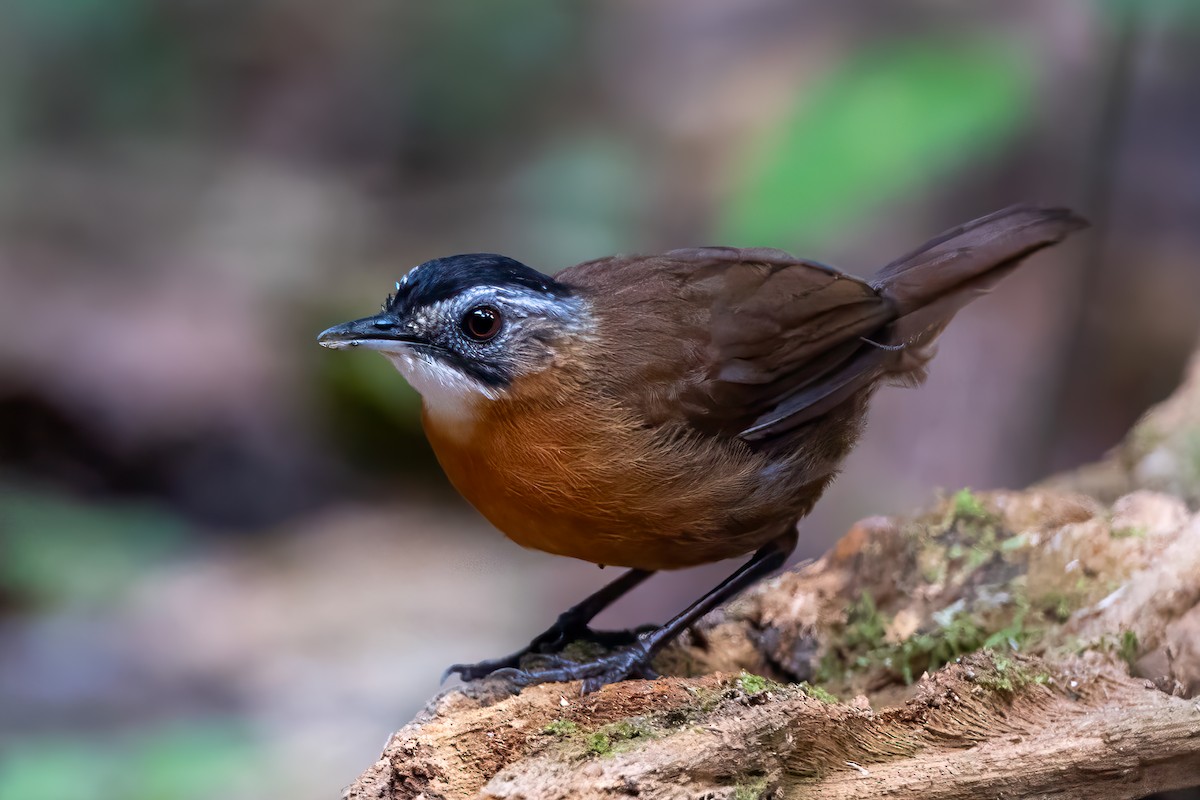 Malayan Black-capped Babbler - ML632476778
