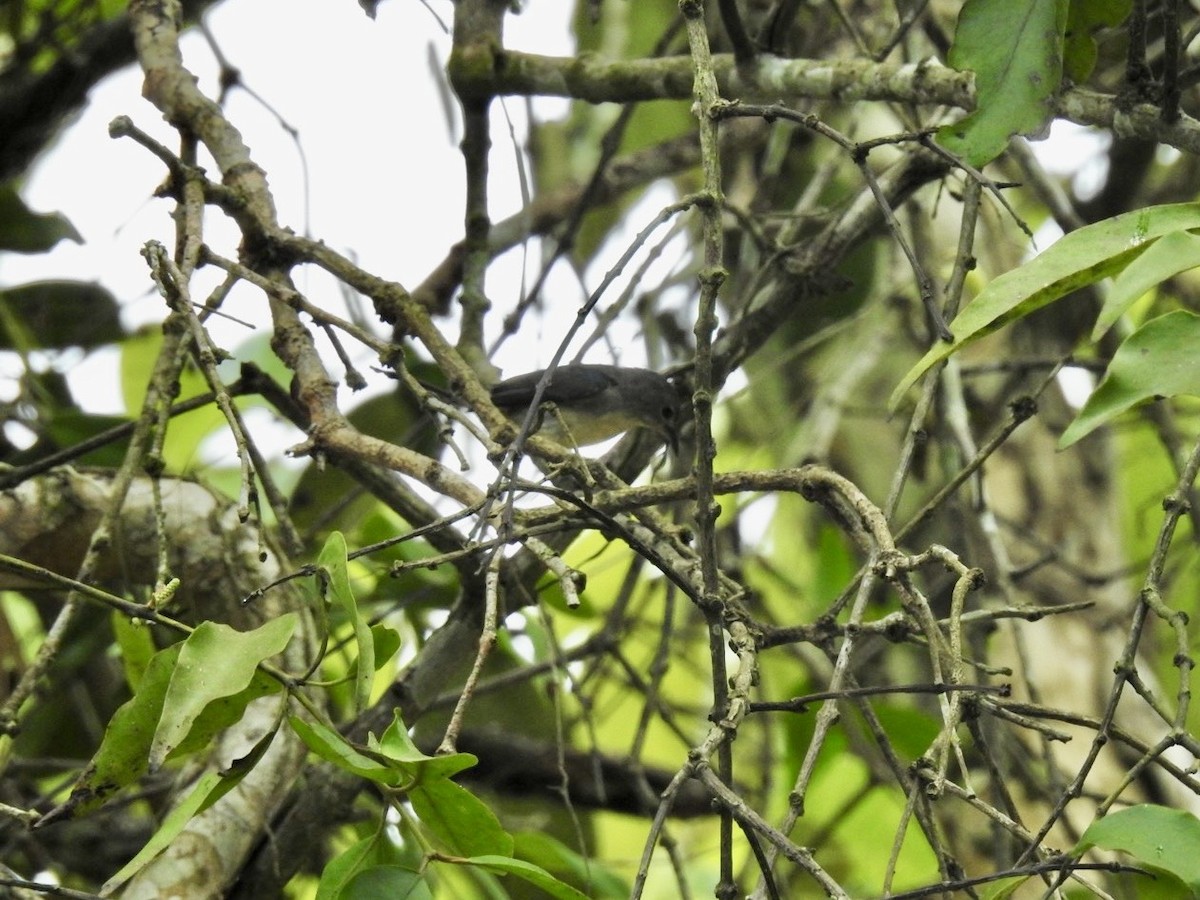 Cambodian Flowerpecker - ML632476803