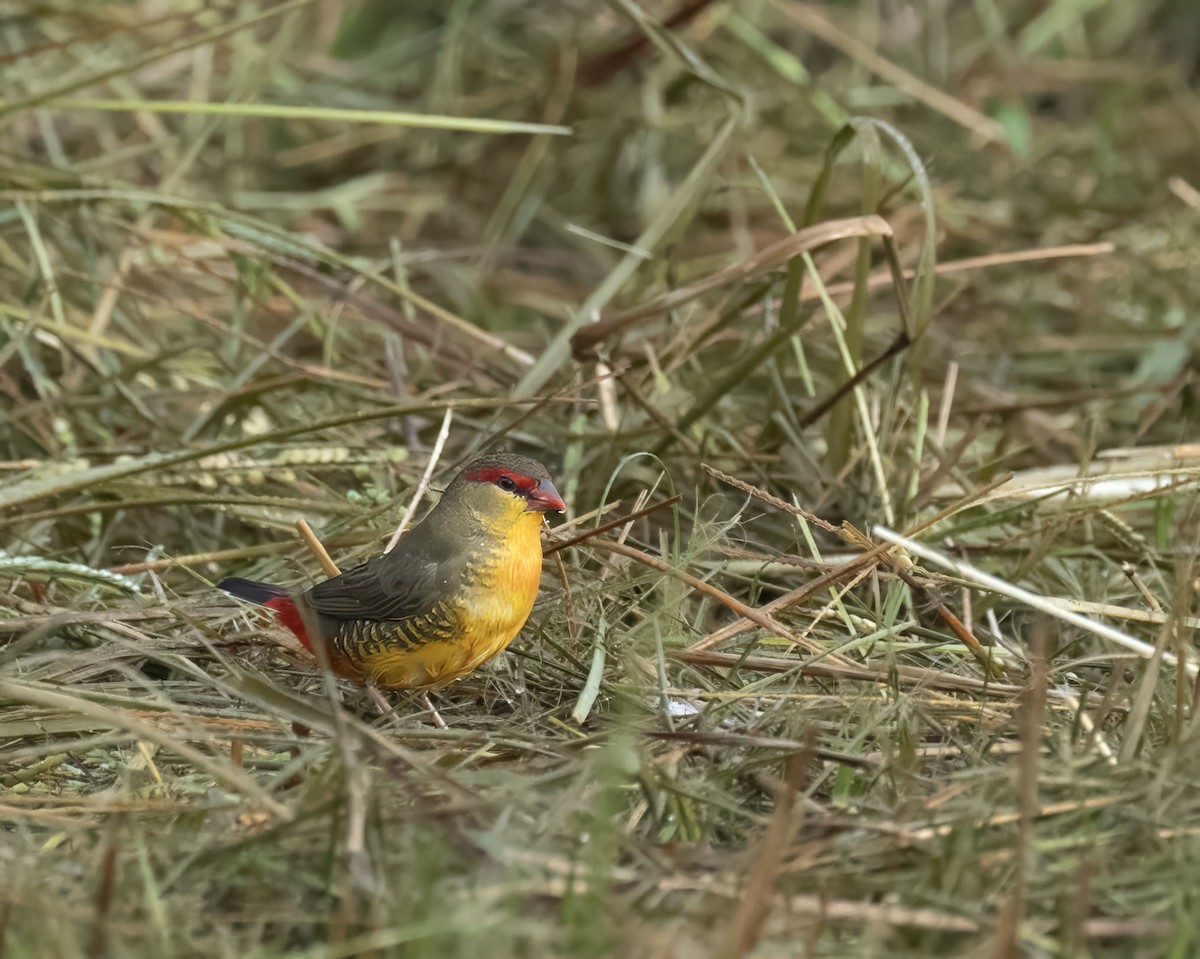 Zebra Waxbill - ML632476812