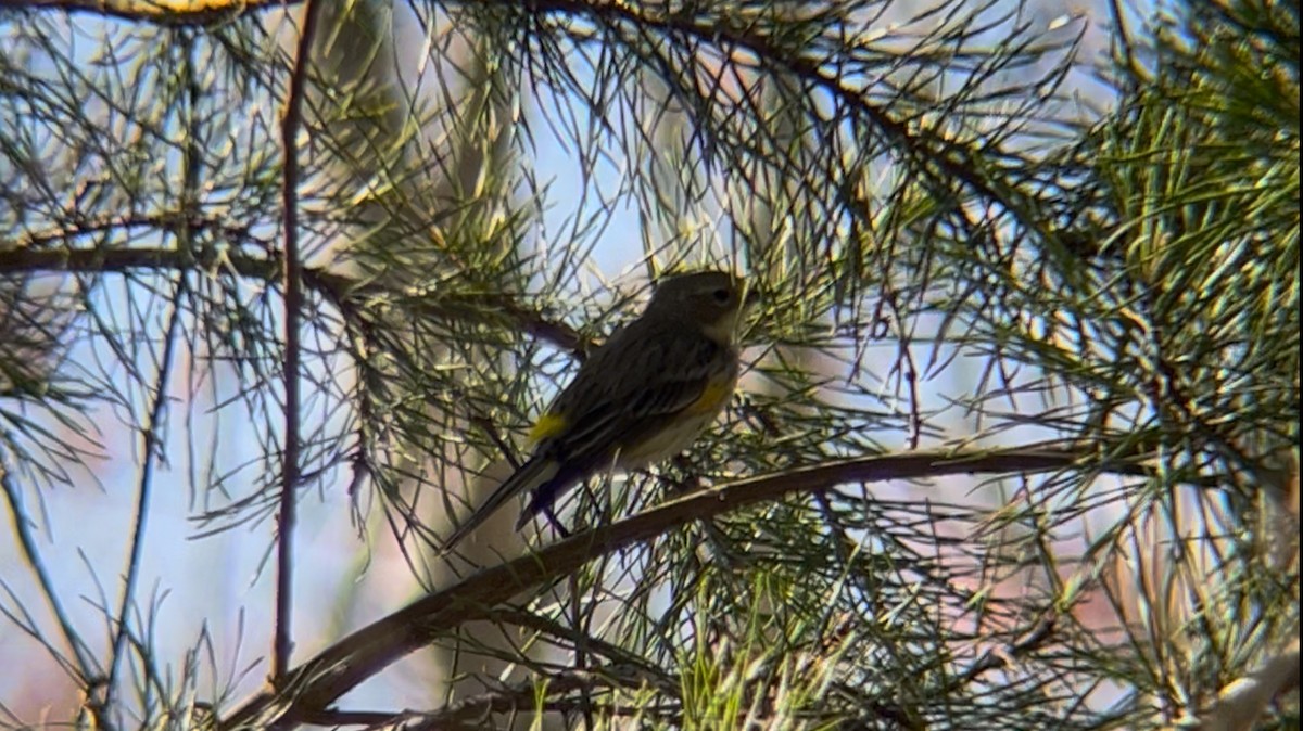 Пісняр-лісовик жовтогузий (підвид coronata) - ML632477082