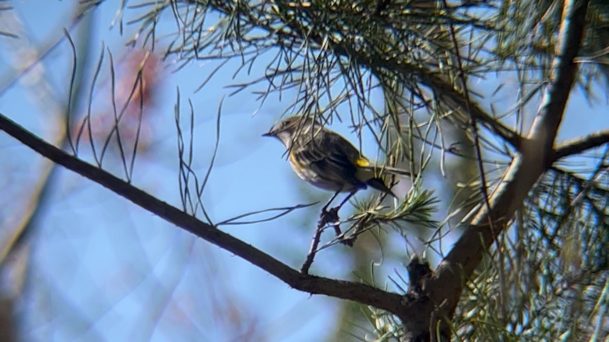 Пісняр-лісовик жовтогузий (підвид coronata) - ML632477083
