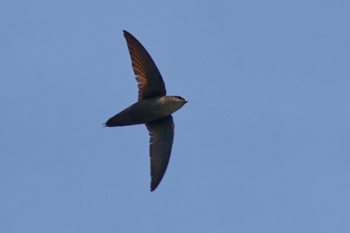 Chimney Swift - ML632477334
