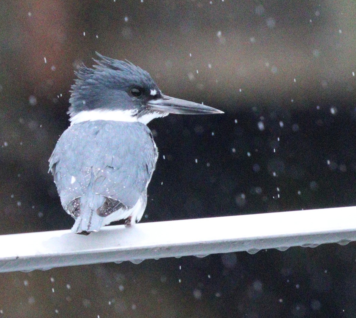 Belted Kingfisher - ML632477419
