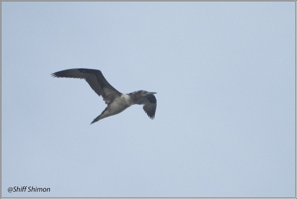 Northern Gannet - ML632477495