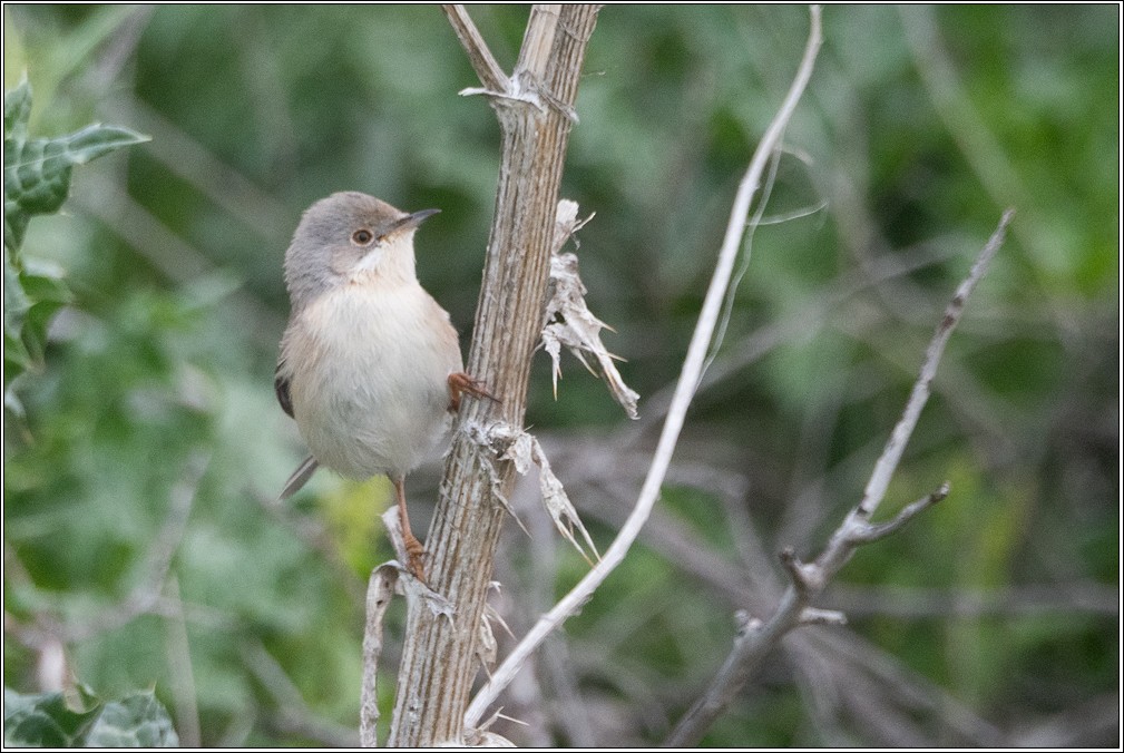 Eastern Subalpine Warbler - ML632477504