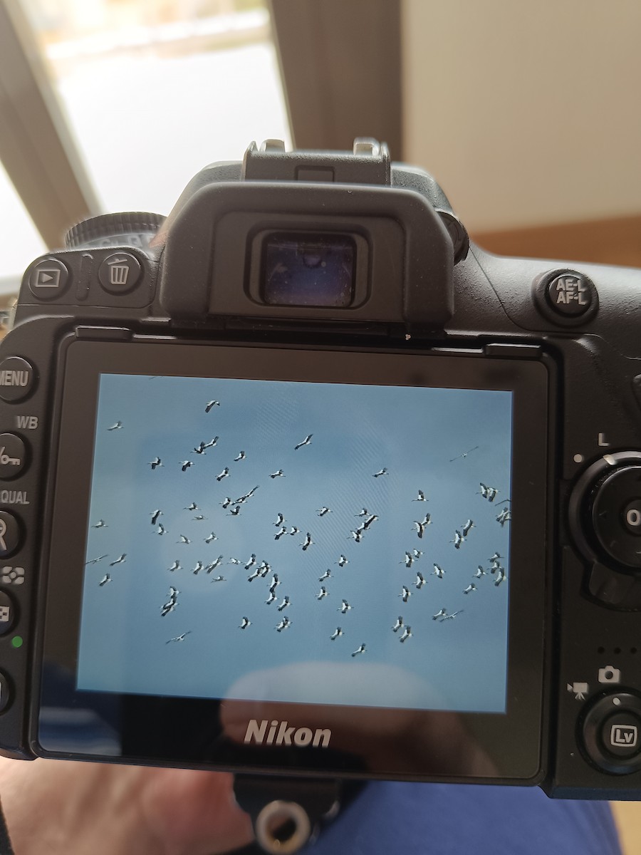 White Stork - ML632477674