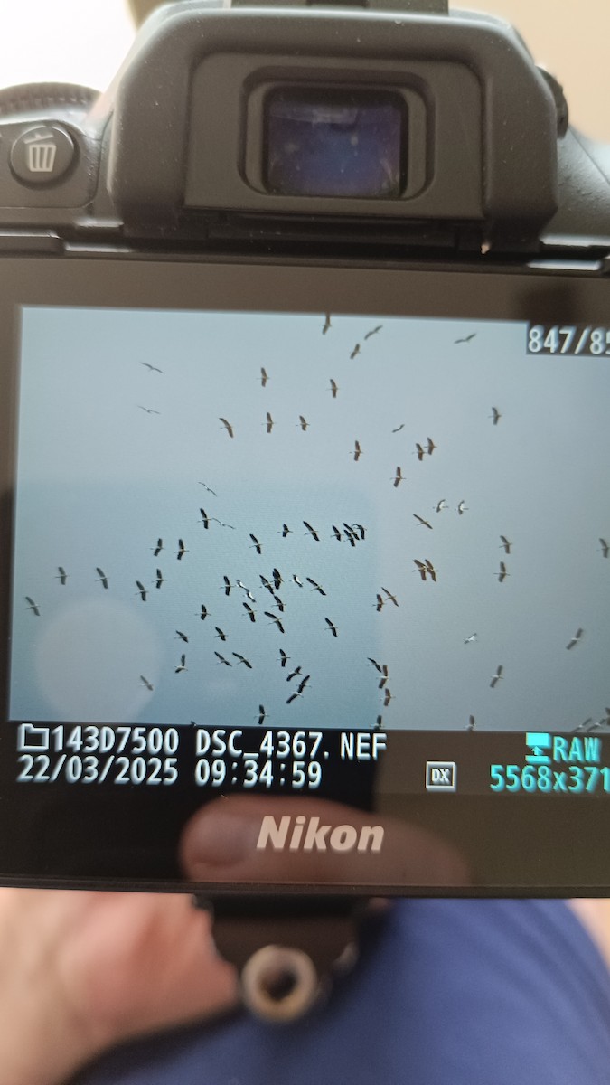 White Stork - ML632477675