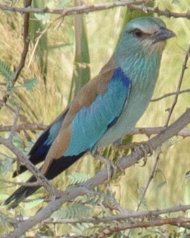 European Roller - ML632477709