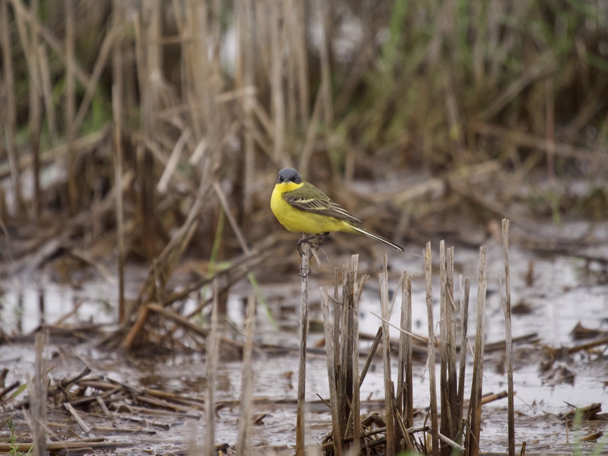 ツメナガセキレイ（亜種 キタツメナガセキレイ） - ML632477843