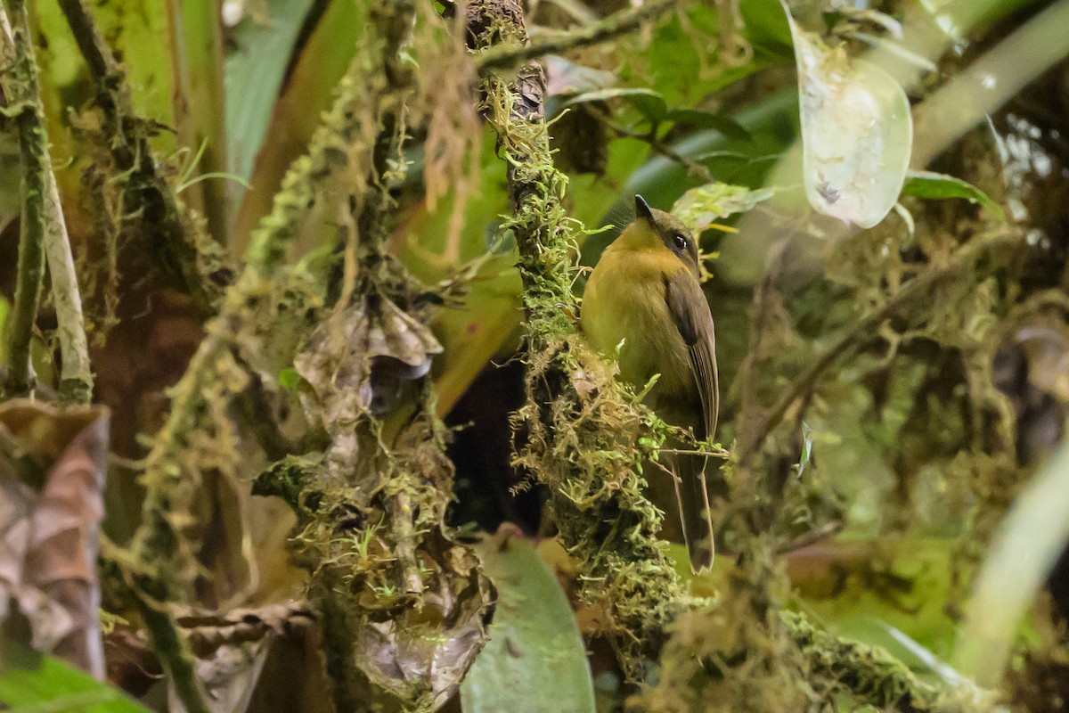 Bronze-olive Pygmy-Tyrant - ML632478105