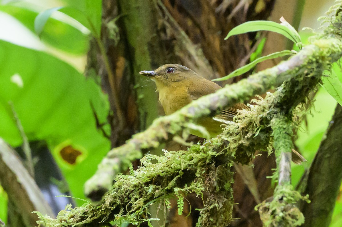 Bronze-olive Pygmy-Tyrant - ML632478183