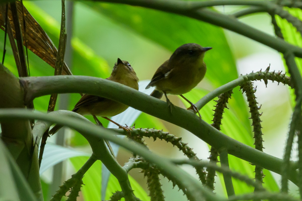 Bronze-olive Pygmy-Tyrant - ML632478184
