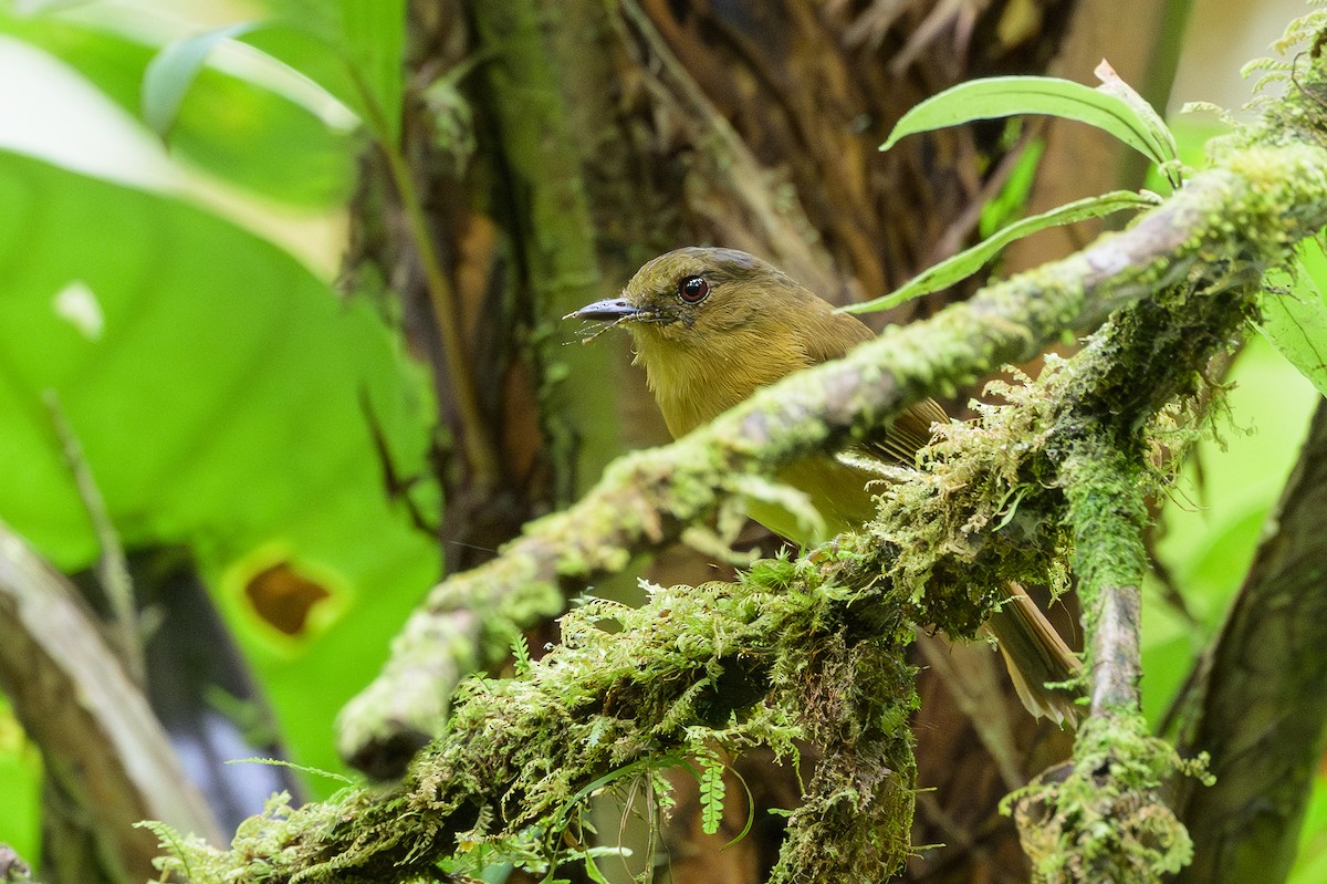 Bronze-olive Pygmy-Tyrant - ML632478185