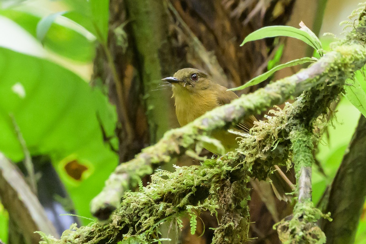 Bronze-olive Pygmy-Tyrant - ML632478186