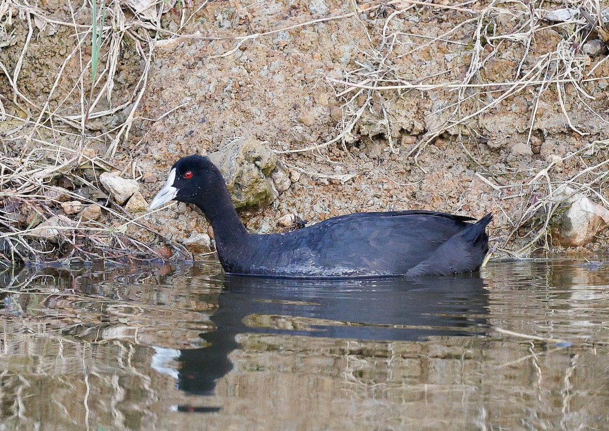 白冠雞 - ML632478321