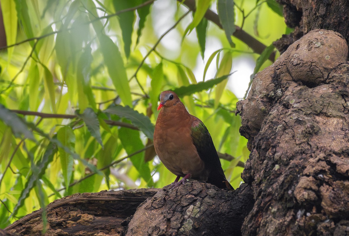 Asian Emerald Dove - ML632478344