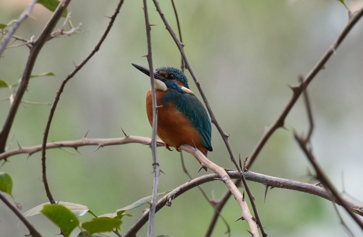 Common Kingfisher - ML632478585