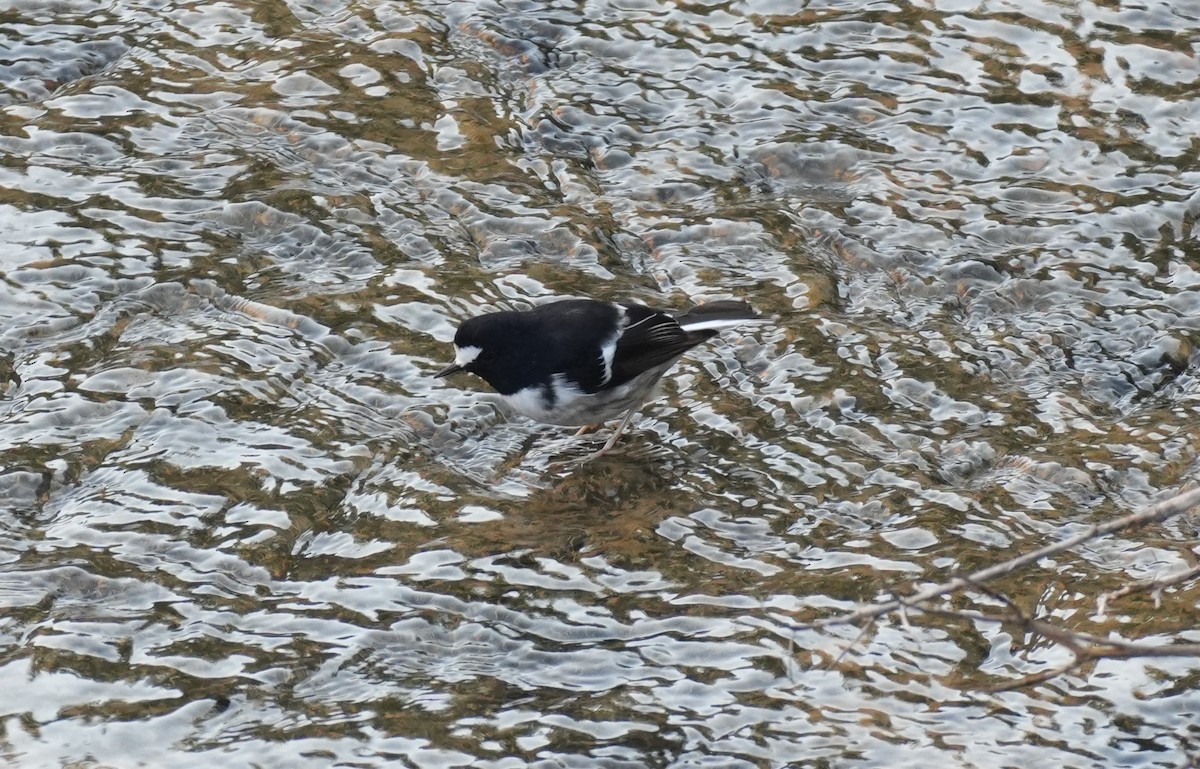 Little Forktail - ML632478588