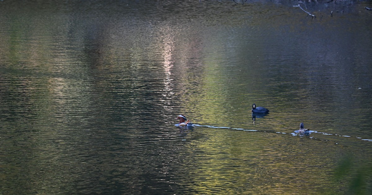 Mandarin Duck - ML632478918