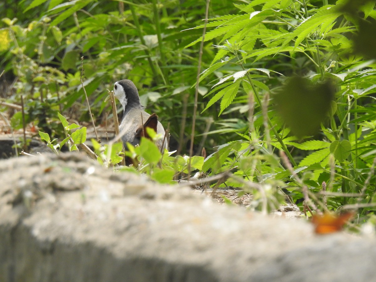 chřástal běloprsý - ML632478934