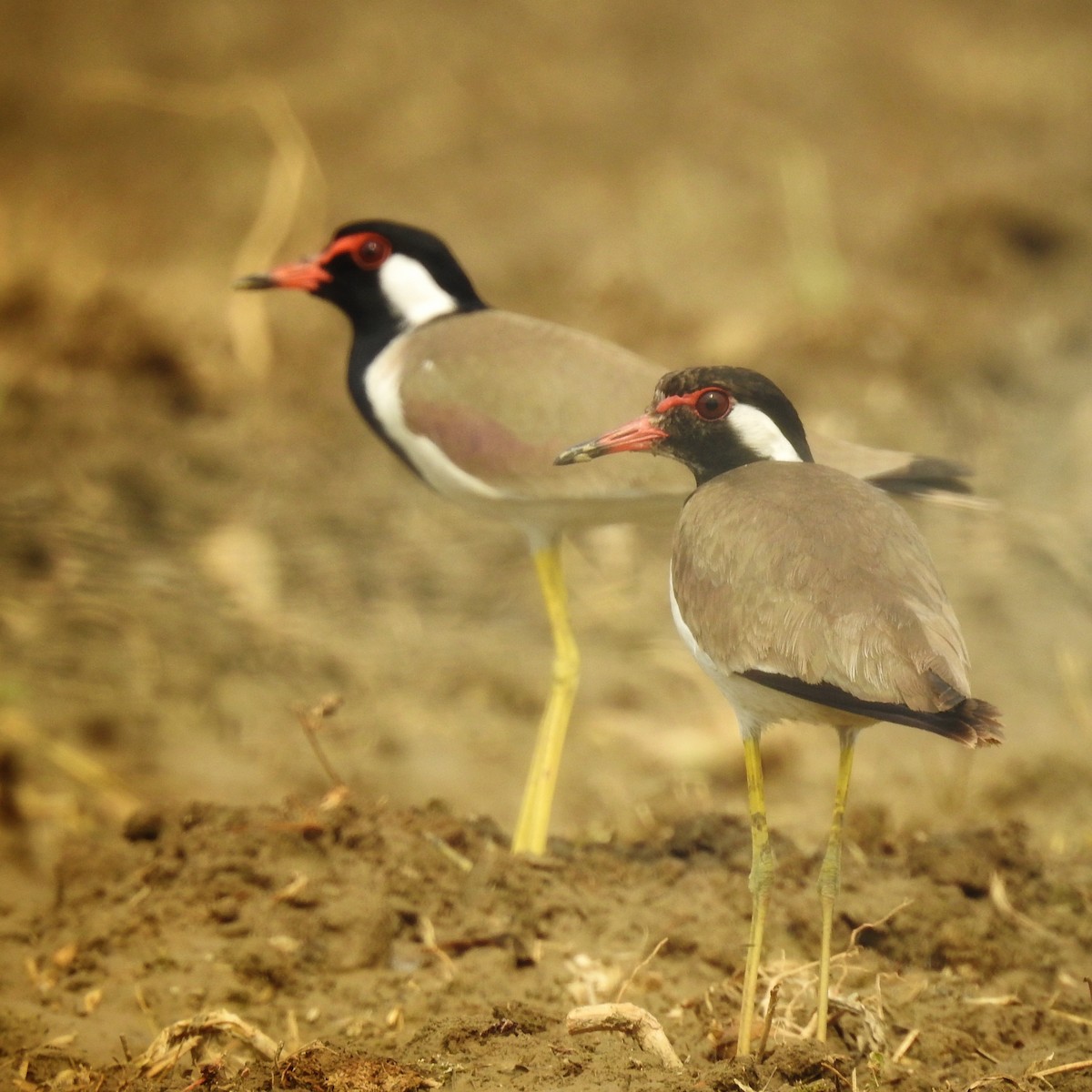 čejka černoprsá - ML632478939