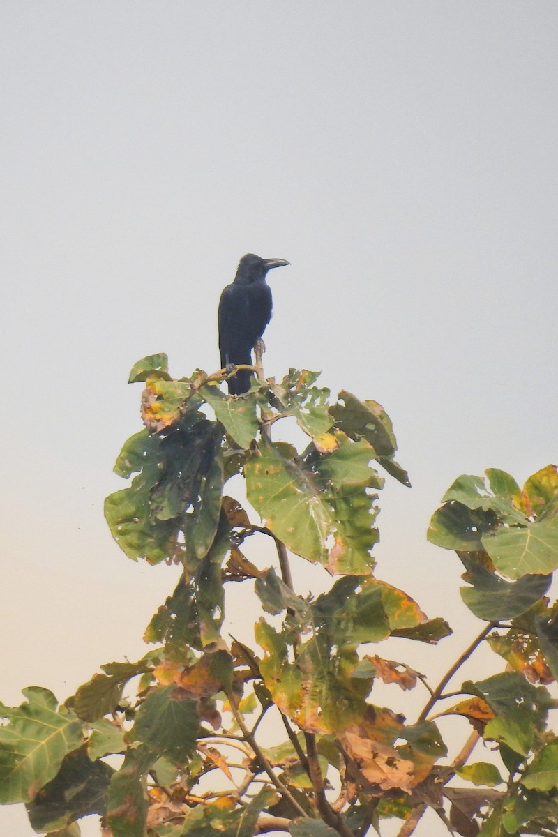 vrána tlustozobá - ML632478954